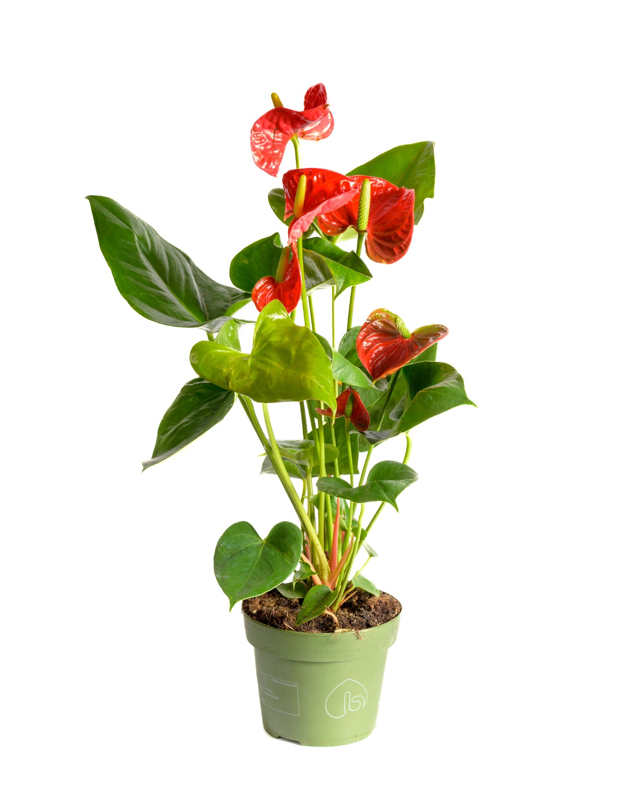 Buy Anthurium Solara Ht 25 Cm Online on Qetaat.com